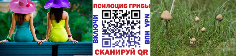 OMG как войти  Сольвычегодск  Псилоцибиновые грибы Psilocybe 